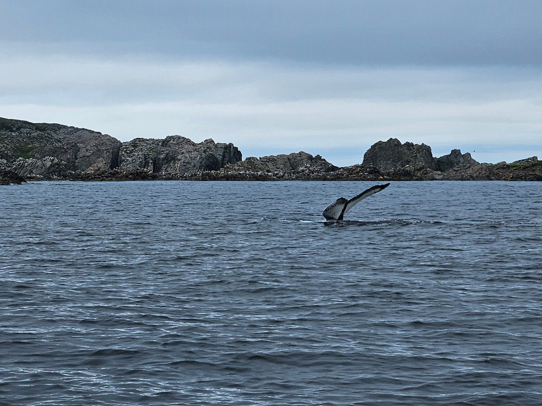 Capt. Dave's Boat Tours-Twillingate必去景点