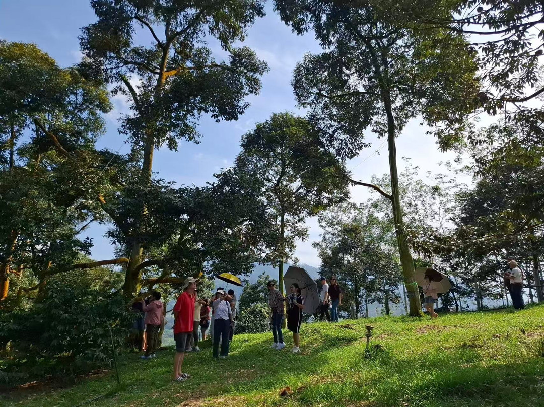 Glo Durian Farm & Camp