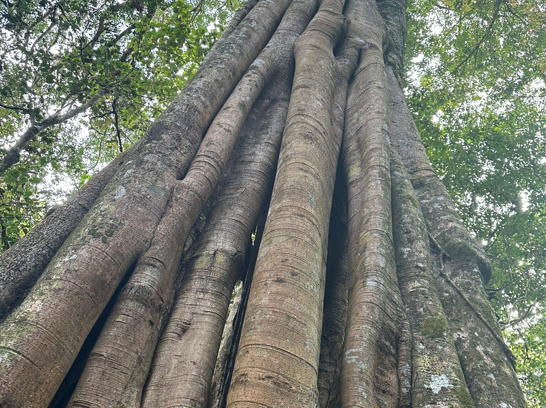 Tamblingan Jungle Trek And Lake Canoe Expedition-Buleleng必去景点