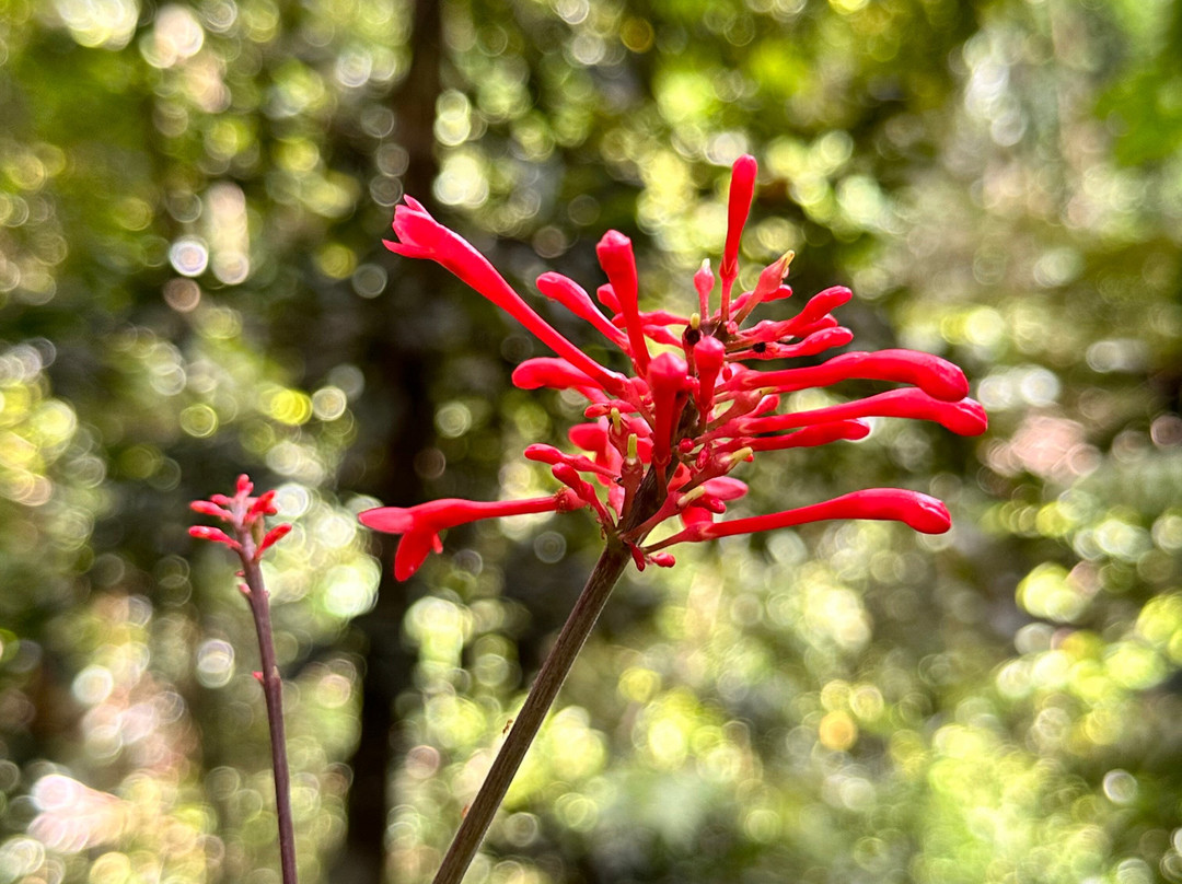 El Yunque Tours-Rio Grande必去景点