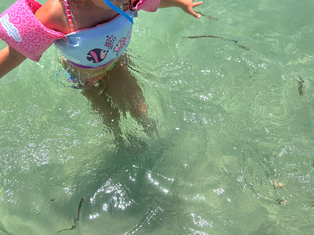 Island Boat Tours & Adventures-Bradenton Beach必去景点