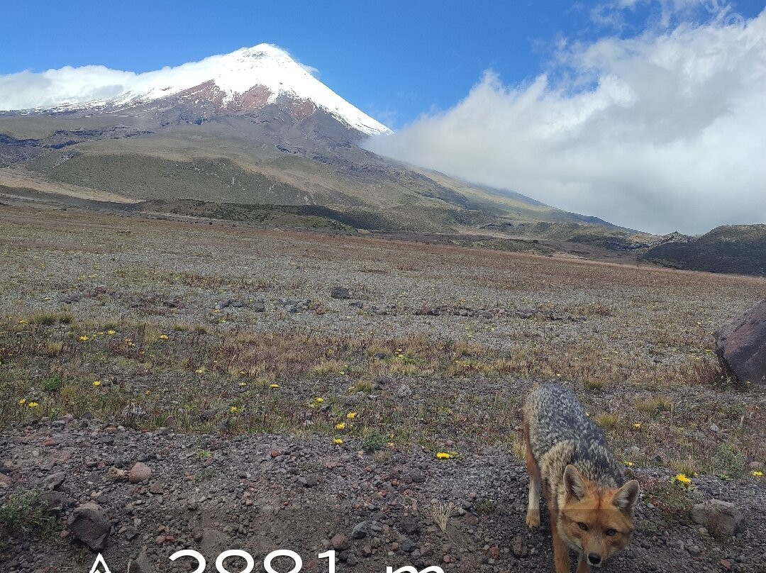 Tour Volcán Cotopaxi-拉塔昆加必去景点