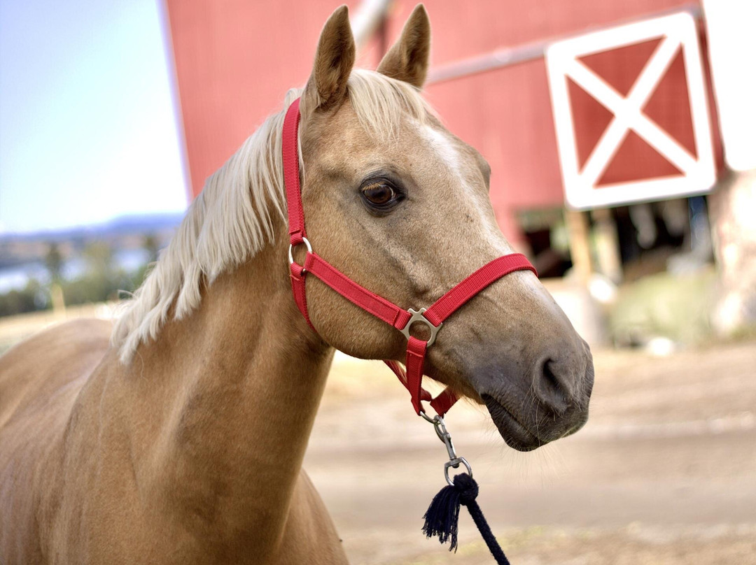 Atlungstad Riding Center-Ottestad必去景点