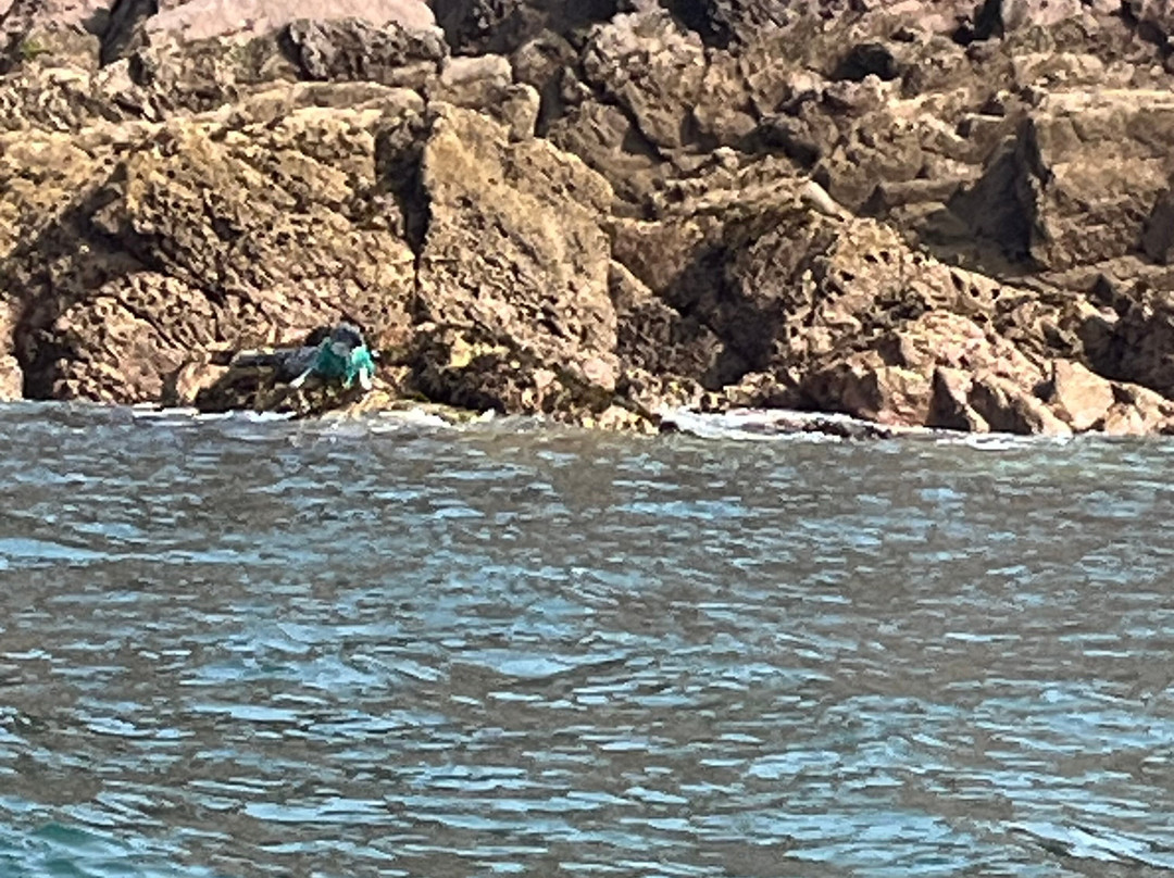 Saundersfoot Sea Safari-桑德斯富特必去景点