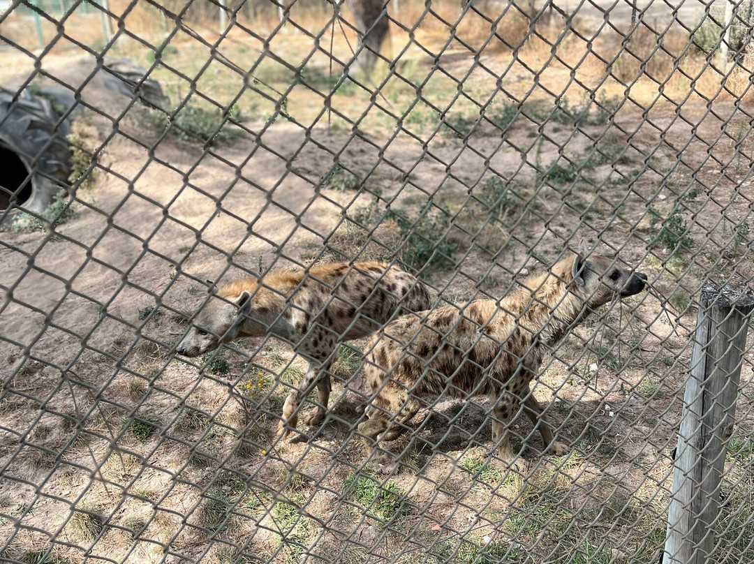 Badoca Safari Park-Santiago do Cacem必去景点