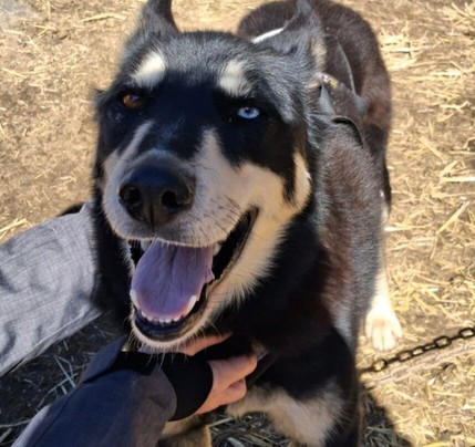 Howling Husky Sled Dog Tours-Mount Baw Baw必去景点