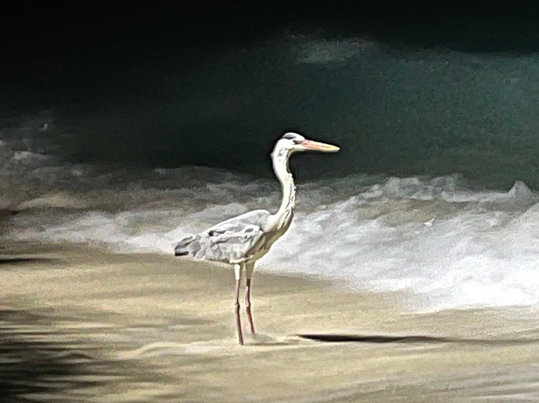 Hudhuveli Maldives主图