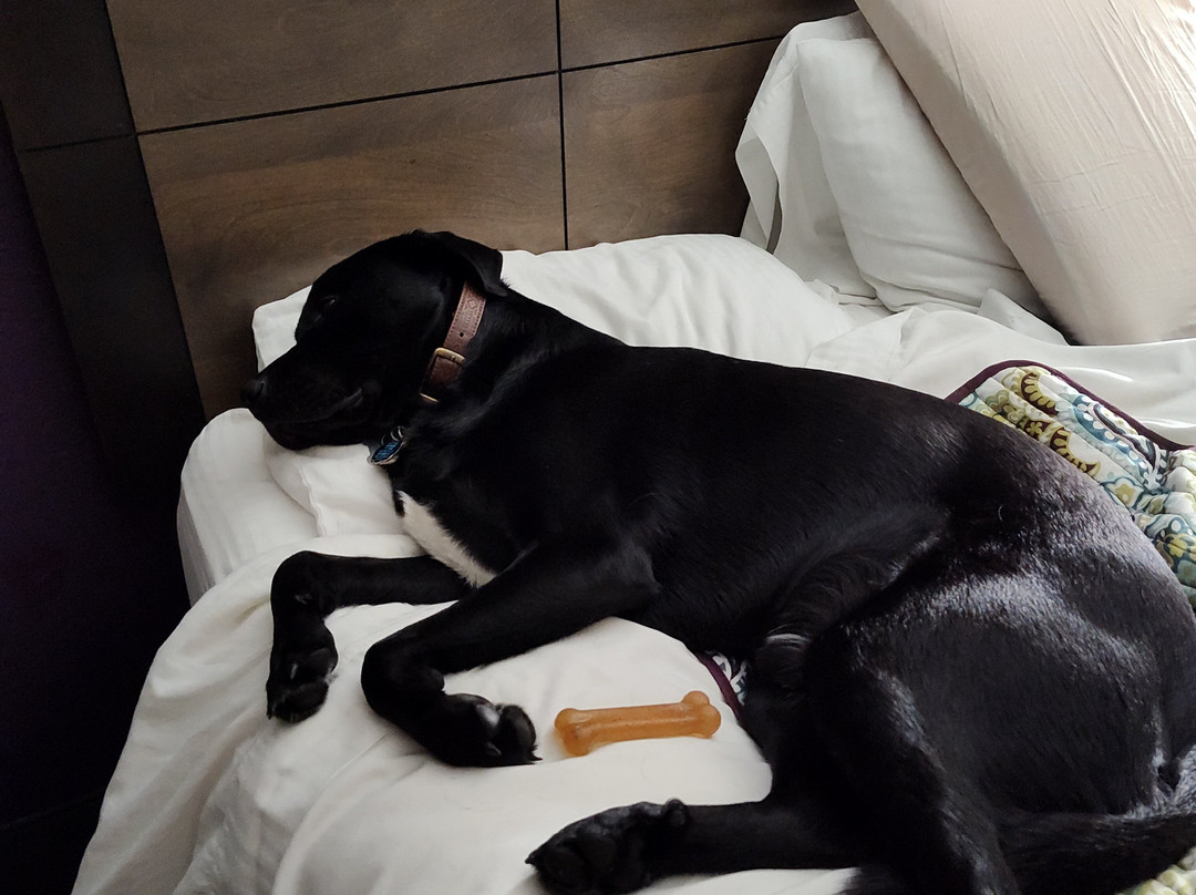 La Quinta Inn & Suites by Wyndham Elkhart主图