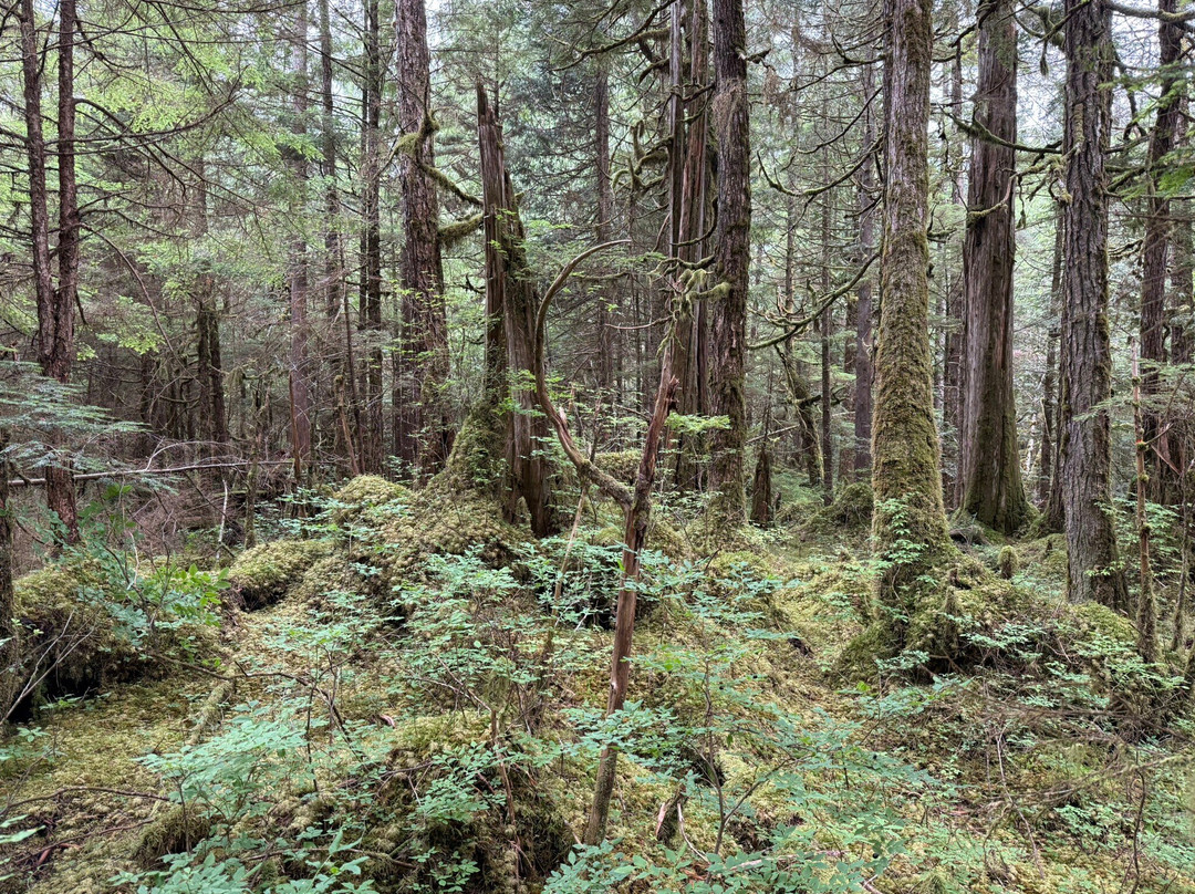 The Mill at Ward Cove Rainforest E-Bike & Nature Walk