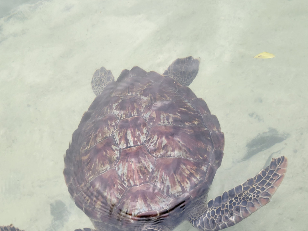 Nungwi Mnarani Aquarium-孥归必去景点