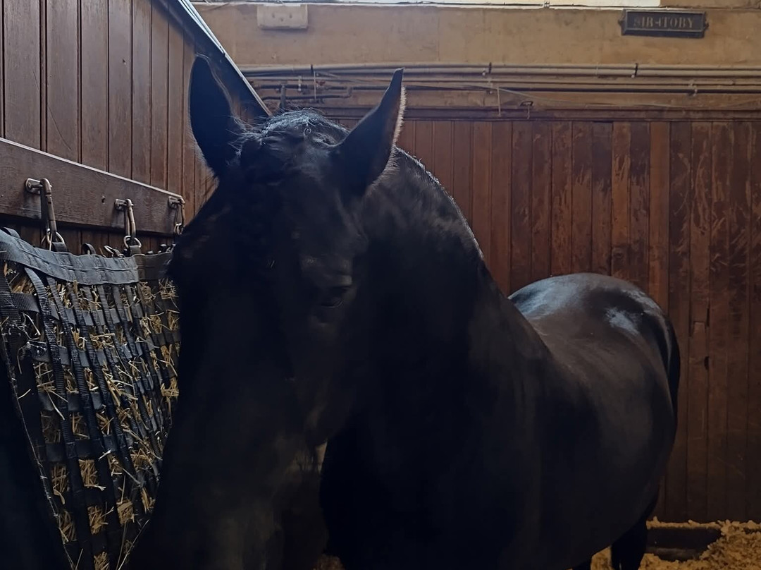 Musée Vivant Du Cheval-尚蒂伊必去景点