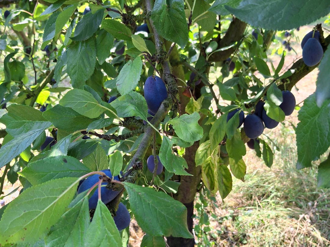 La Ferme de Rutel Cueillette-Villenoy必去景点