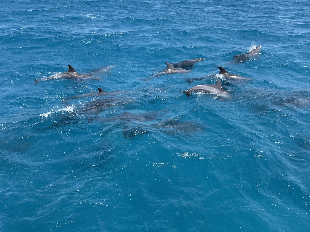 Enjoy Tours Mit Obama-赫尔格达必去景点