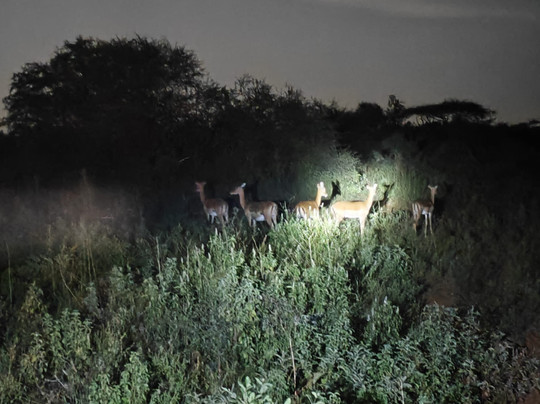Sule Kenya Safari-瓦塔木必去景点