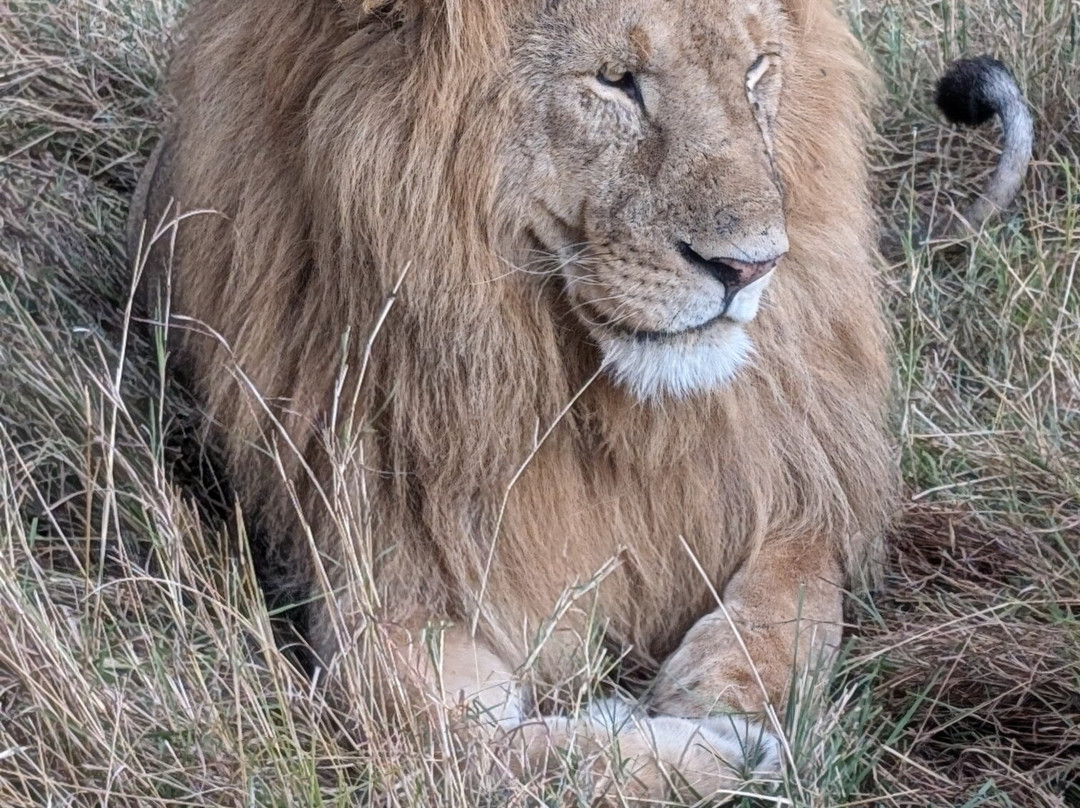Masai Mara Holidays-Mara North Conservancy必去景点