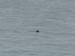 Folly Beach Fishing Pier-福利比奇必去景点