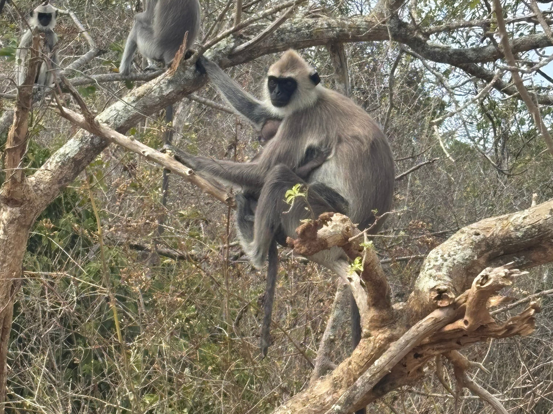 Sri Lanka Green Tours-Panadura必去景点