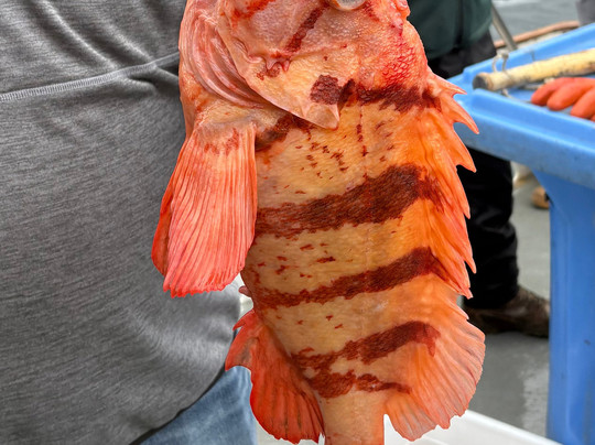 Alaska Coastal Explorer-苏厄德必去景点