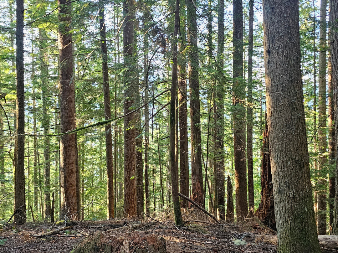 Mt Si-North Bend必去景点