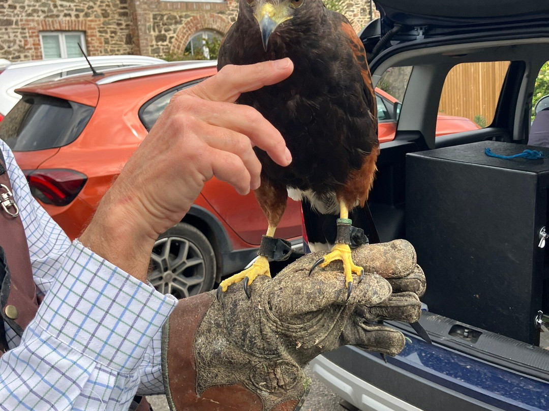 North Devon Hawk Walks-South Molton必去景点