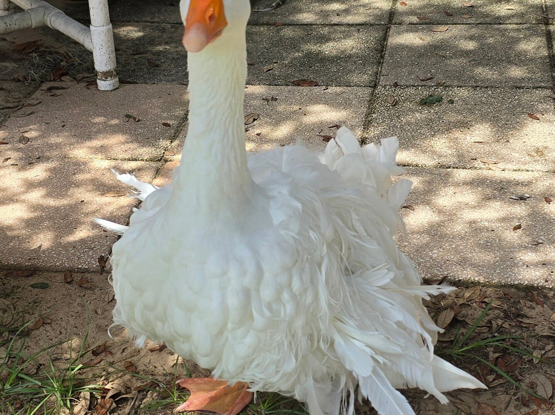 LunaSea Alpaca Farm-Ferndale必去景点