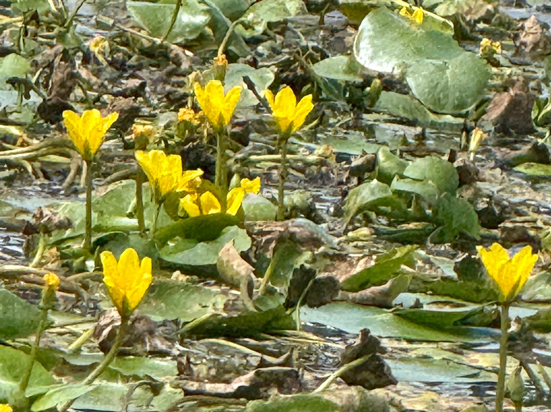 Leaser Lake Park-New Tripoli必去景点