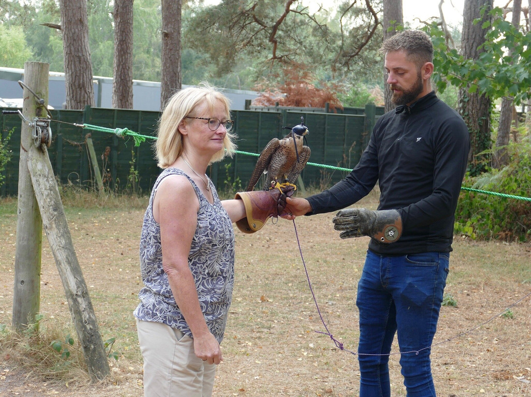 Forest Falconry-Landford必去景点