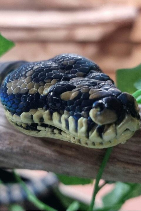 Animalistic Encounters-South Woodham Ferrers必去景点