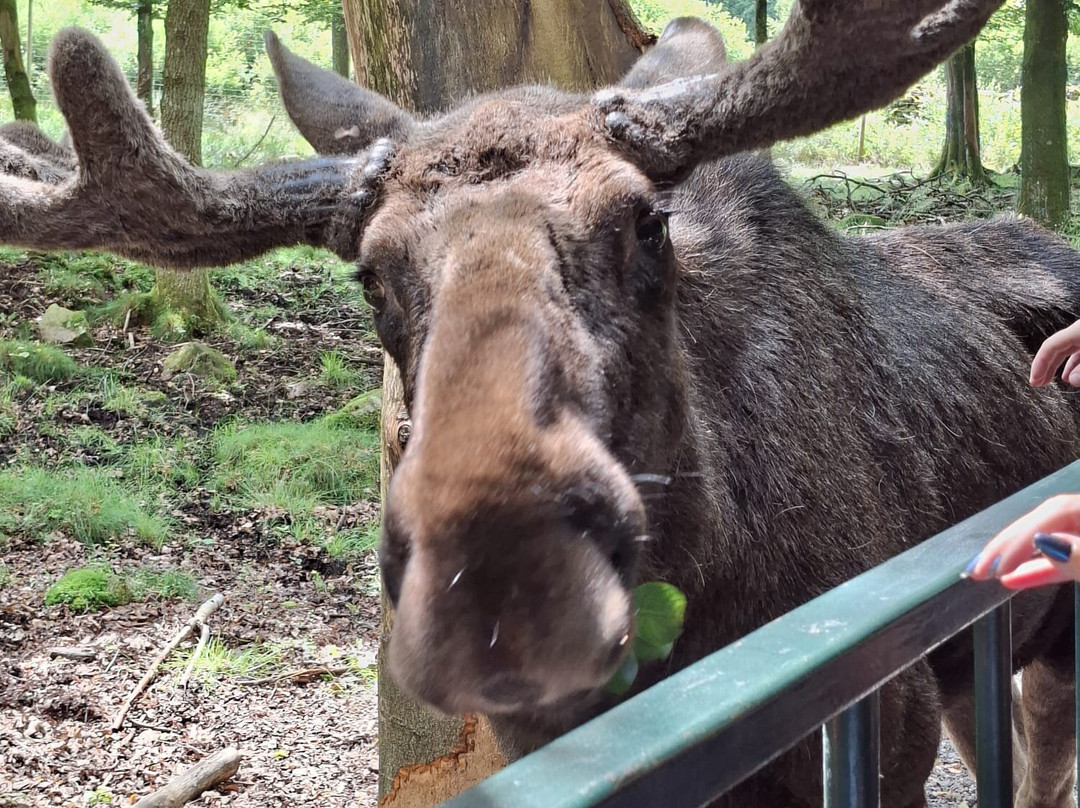 Soderasens Algpark (moosepark)-Kagerod必去景点