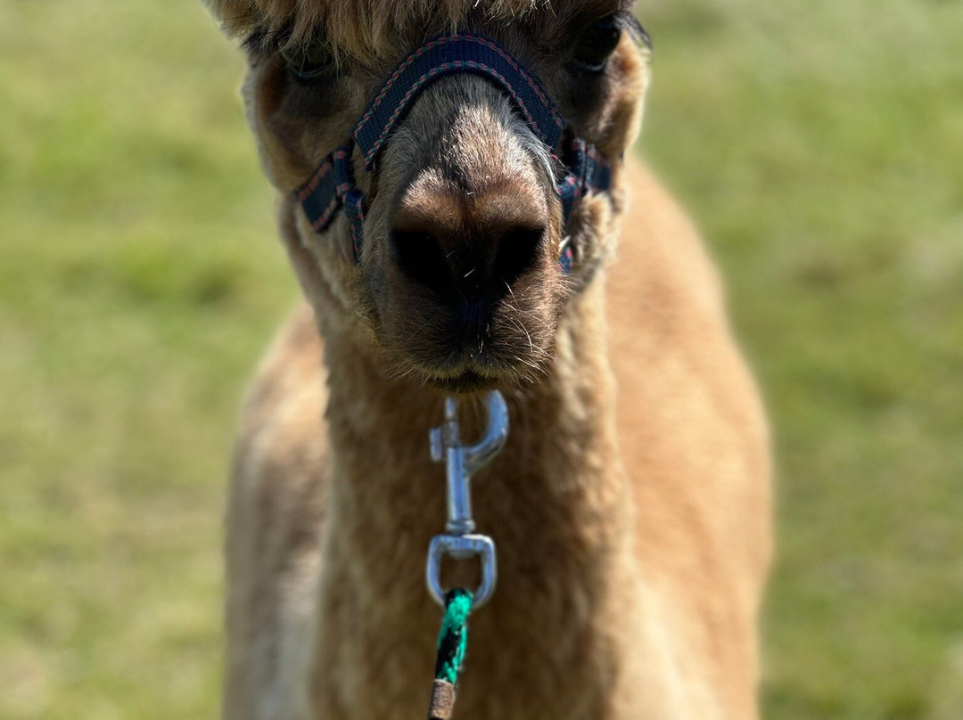 Seaside Alpacas West Cork-Union Hall必去景点