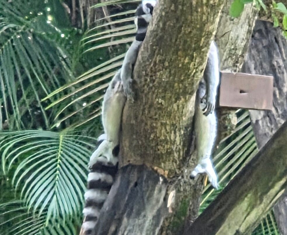 Palm Beach Zoo & Conservation Society-西棕榈滩必去景点