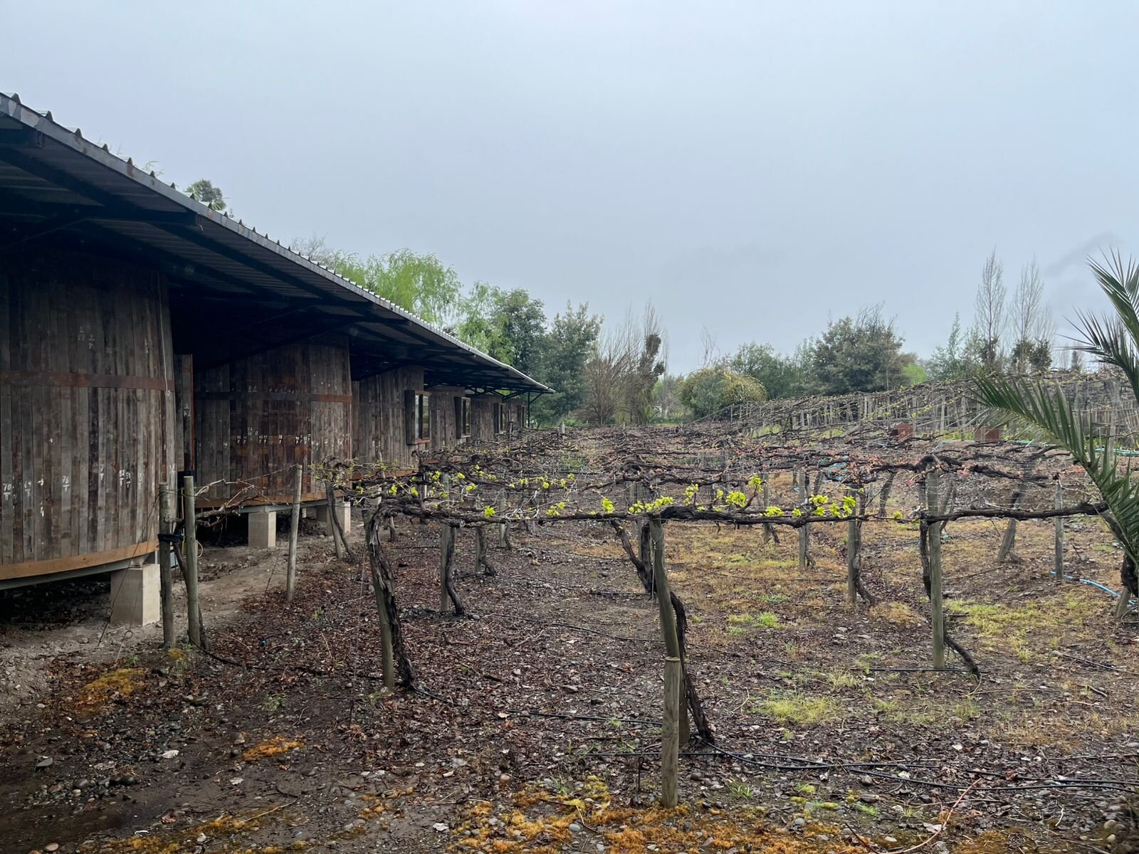 Hotel Cava Colchagua-浴室