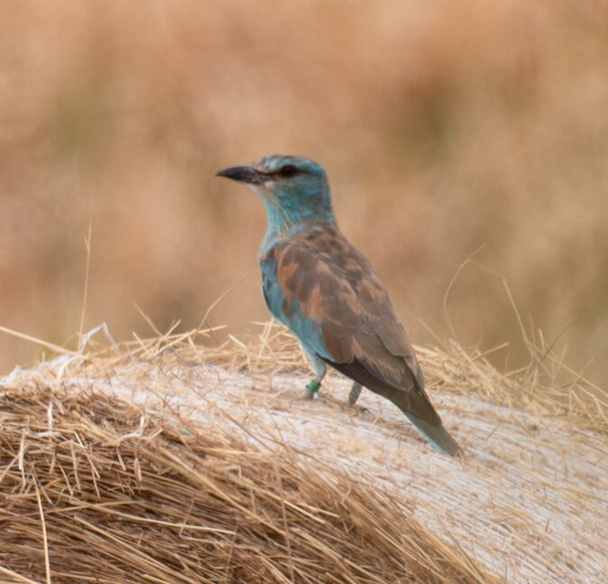 Hungarianbirdwatching.com Day Tours-布达佩斯必去景点