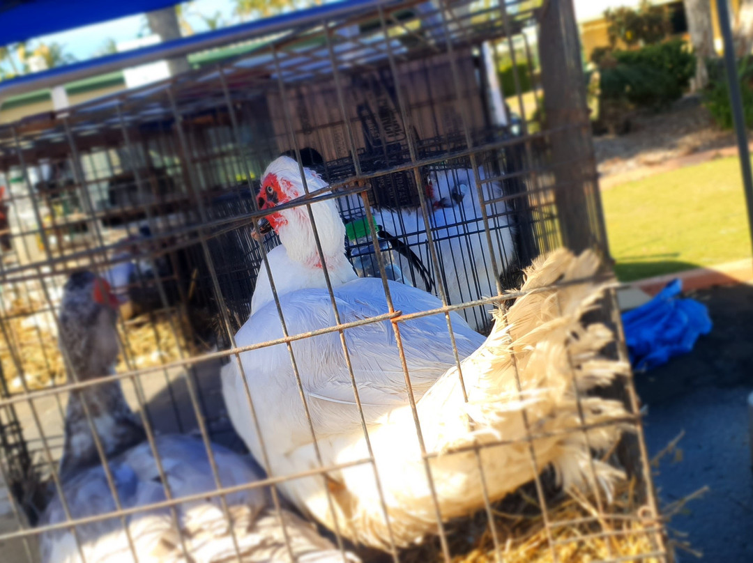 Shalom Market-邦德堡必去景点