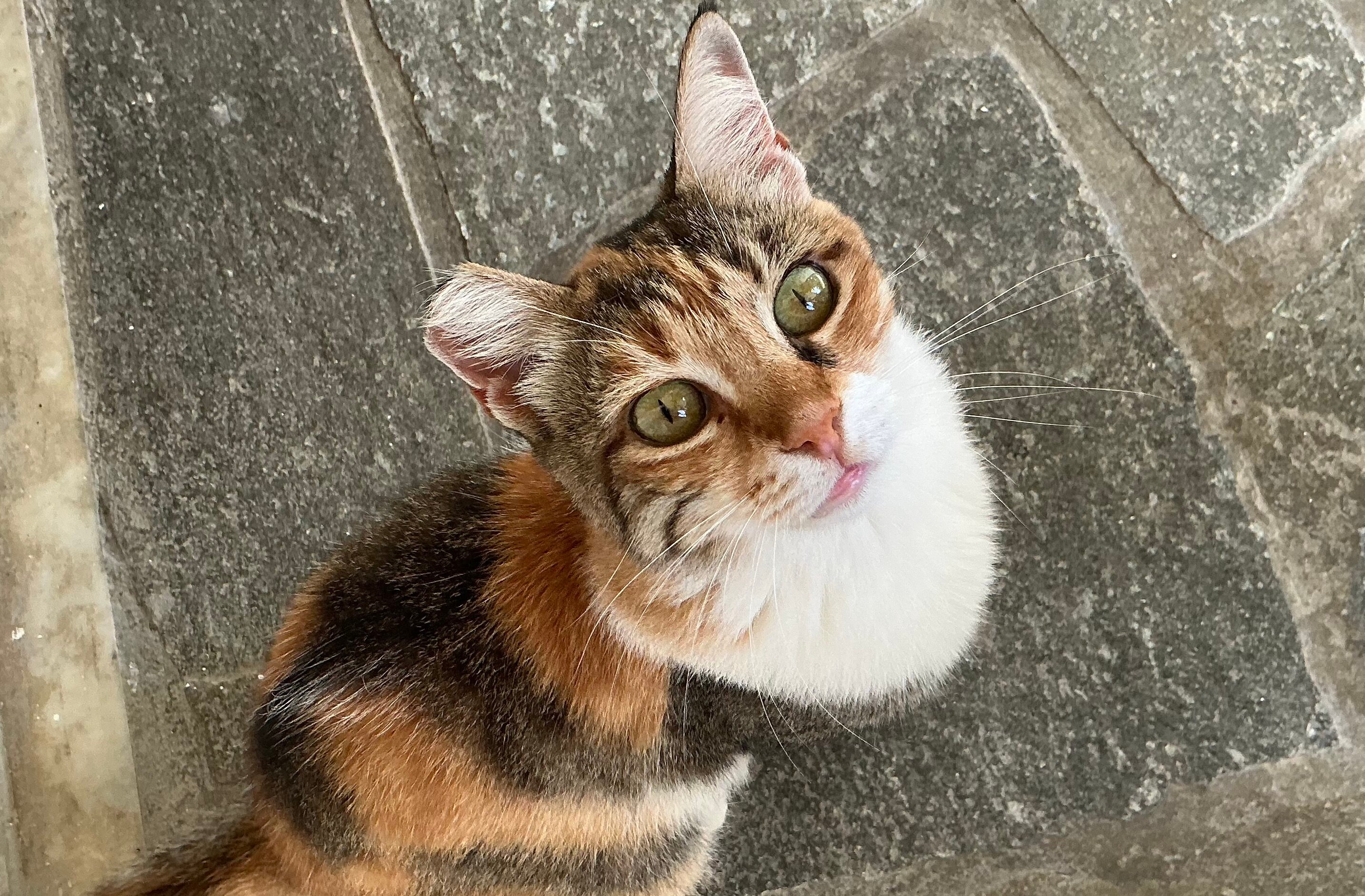 Ilios and Irene-官方