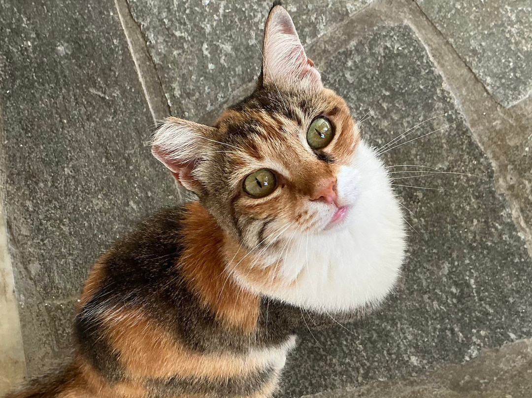 Ilios and Irene主图