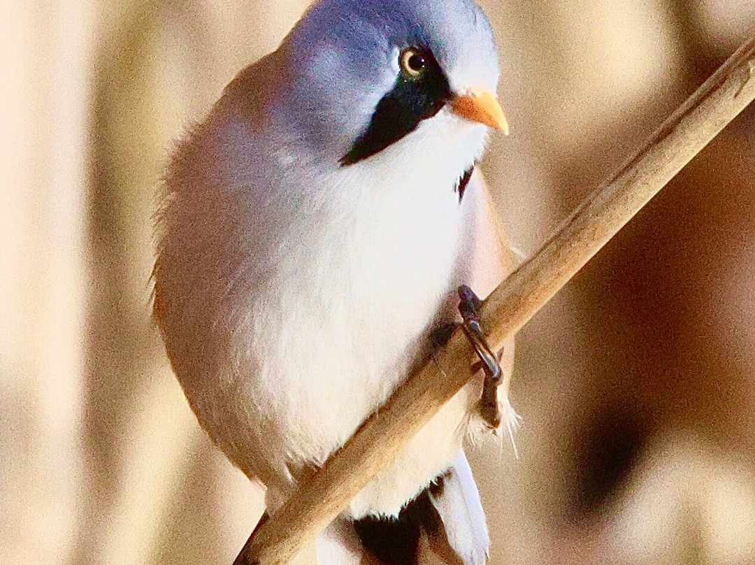 RSPB Leighton Moss Nature Reserve-Silverdale必去景点