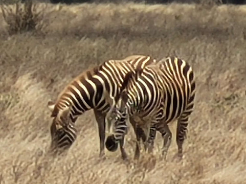 Bush Adventure - your safari partner-内罗毕必去景点