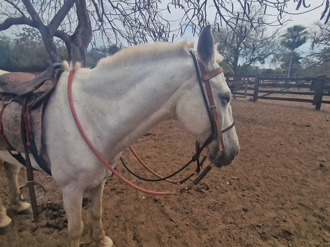 Pantanal Viagens e Turismo-大坎普市必去景点