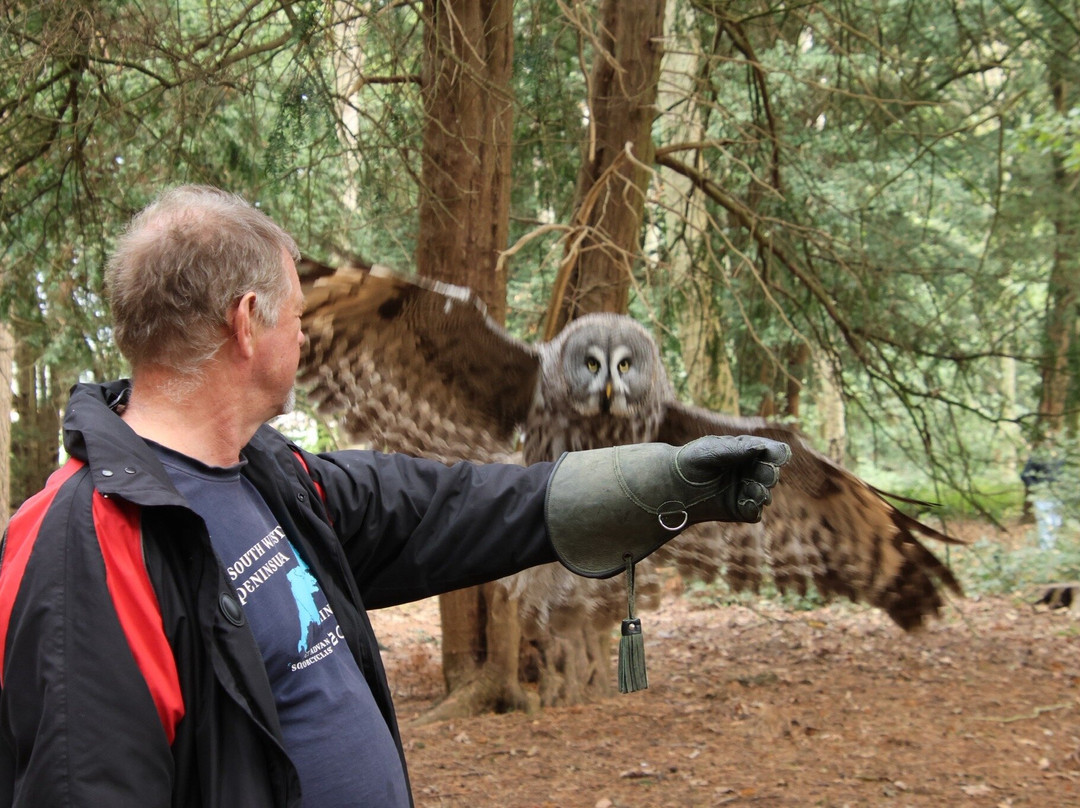 Bird of Prey Experiences - Hawkeye Falconry UK-Thoresby必去景点