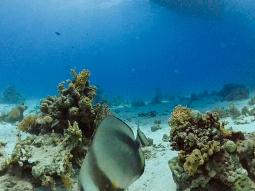 ScubaDream Hurghada-Hurghada 1必去景点