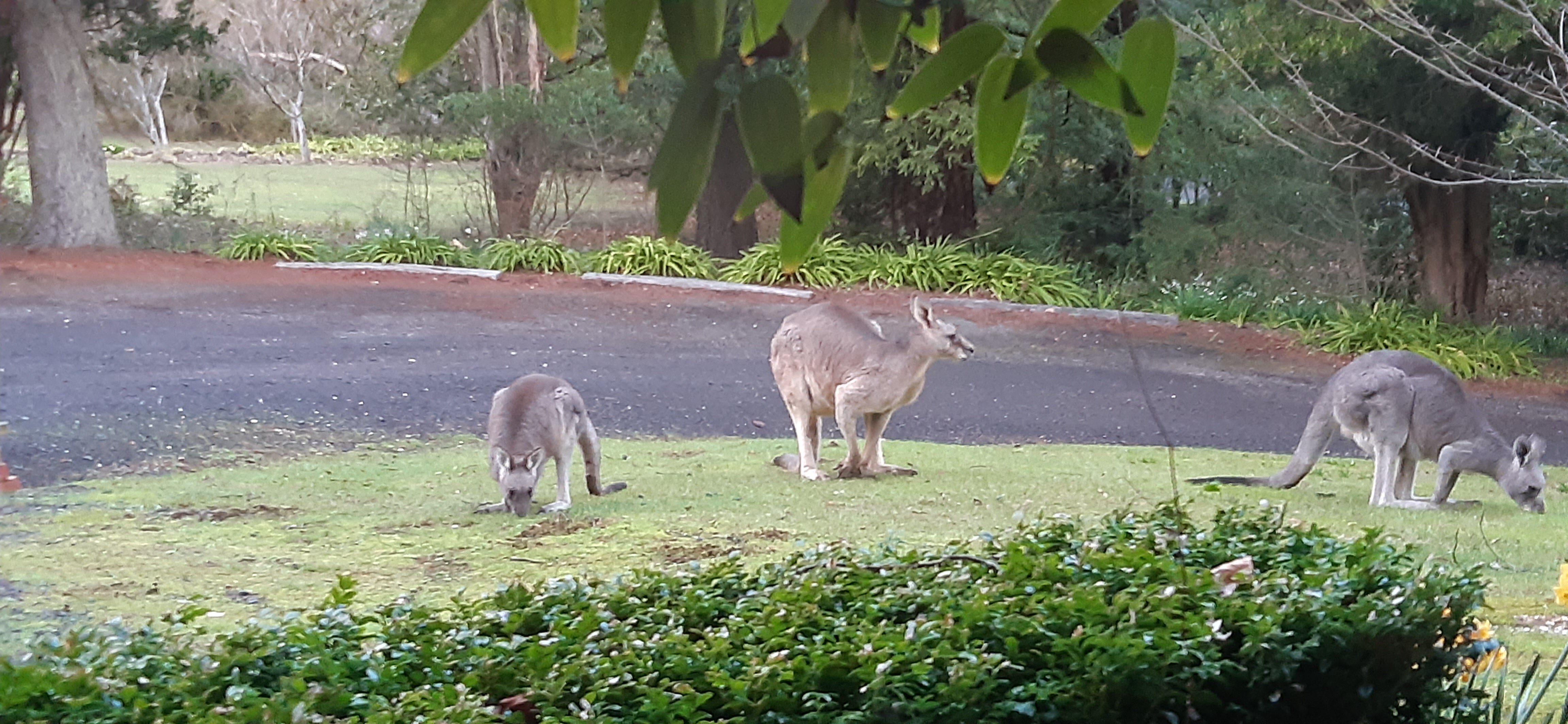 Braeside Mt Macedon Country Retreat and Bed & Breakfast-官方