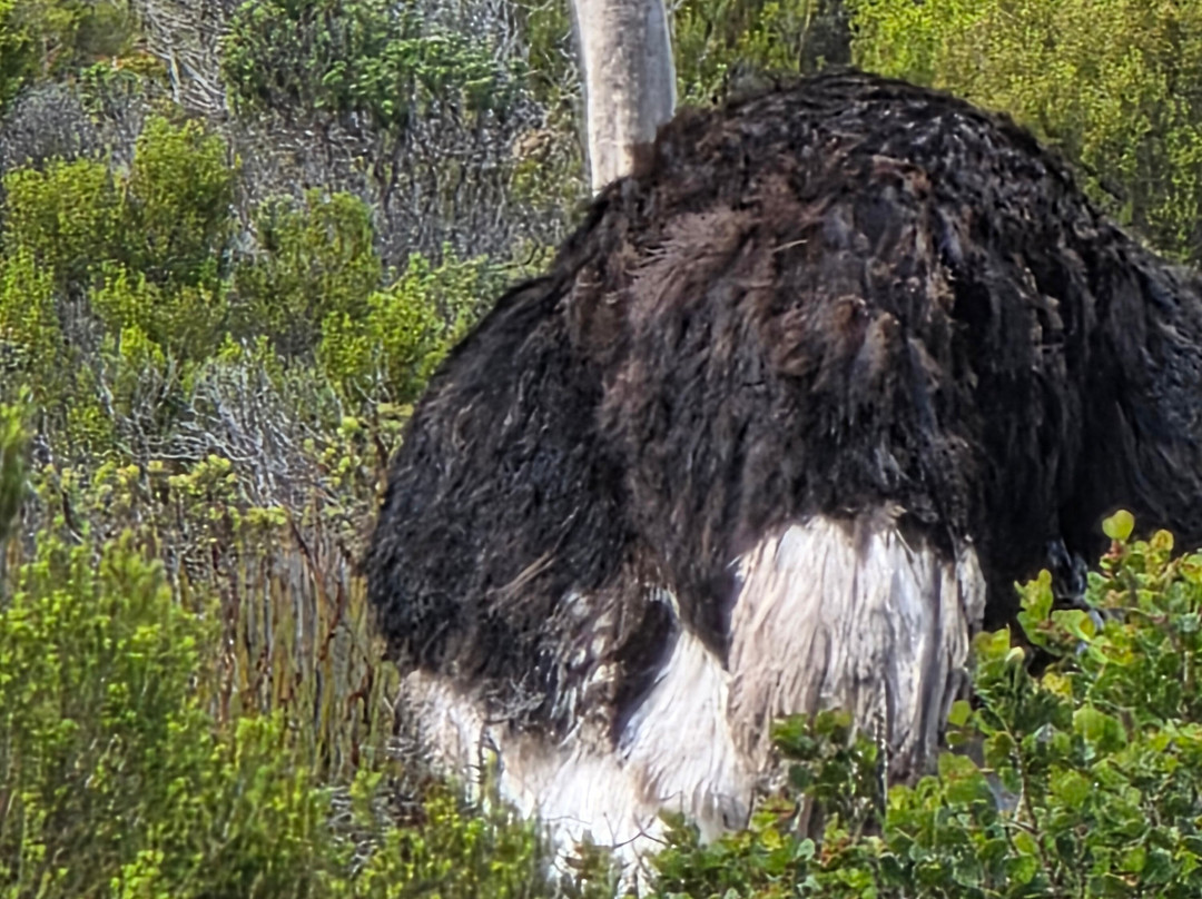 Cape Adventure Zone-开普敦中心区必去景点
