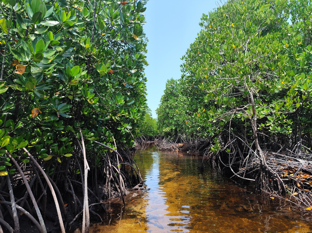 Bwejuu Mangrove Tunnels Kayak-必韦久必去景点