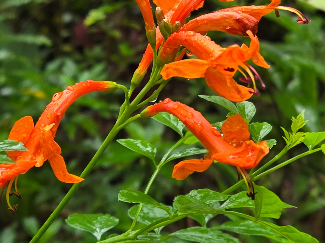 Monteverde Orchid Garden-圣埃伦娜必去景点