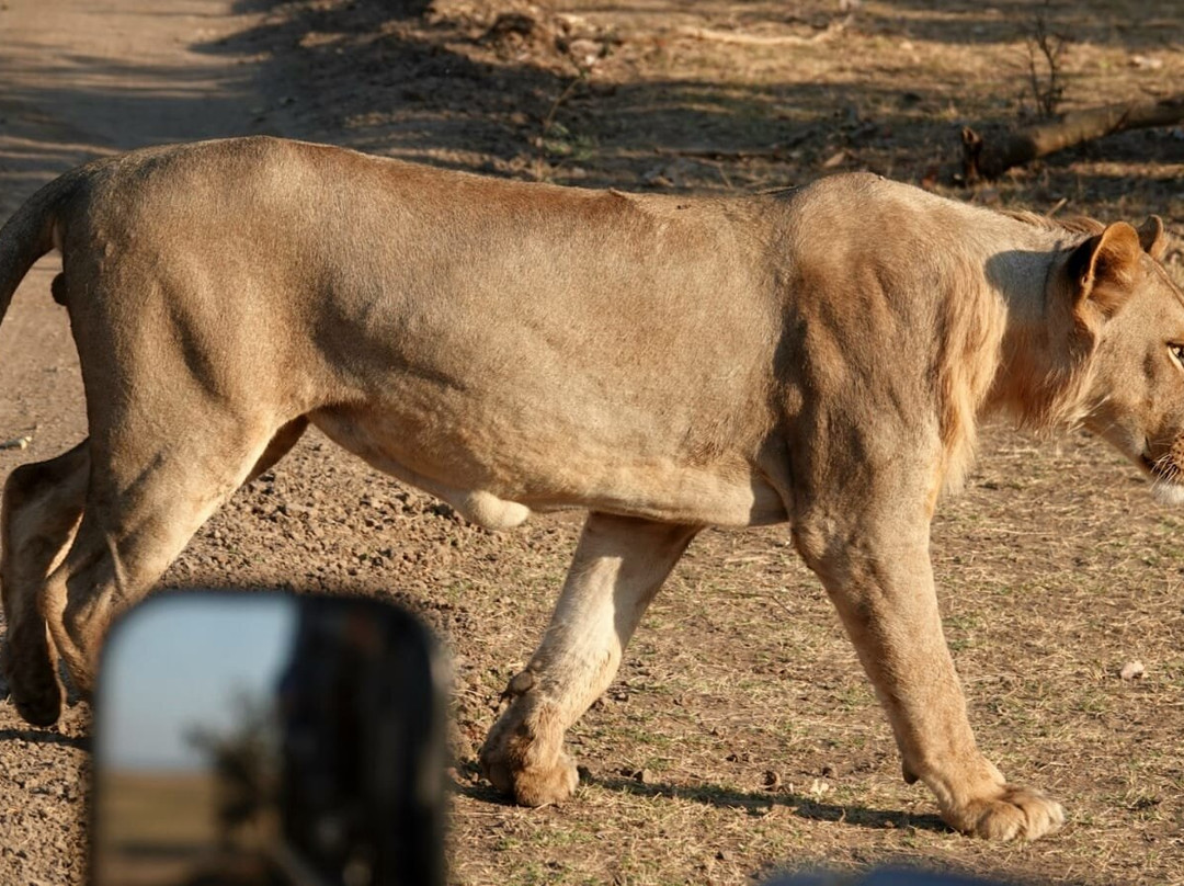 Njobvu Safari主图