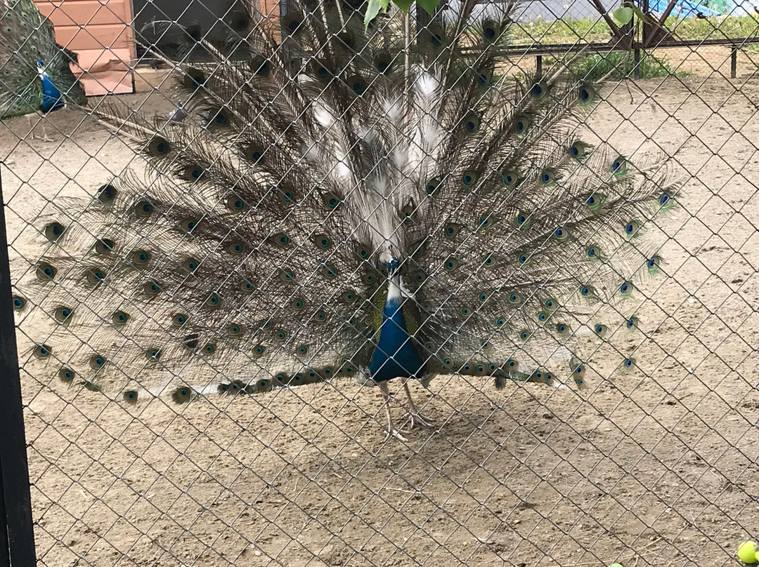 Sakhalin Zoo-南萨哈林斯克必去景点