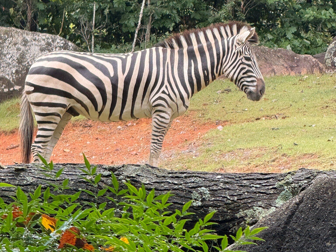 North Carolina Zoo-Asheboro必去景点