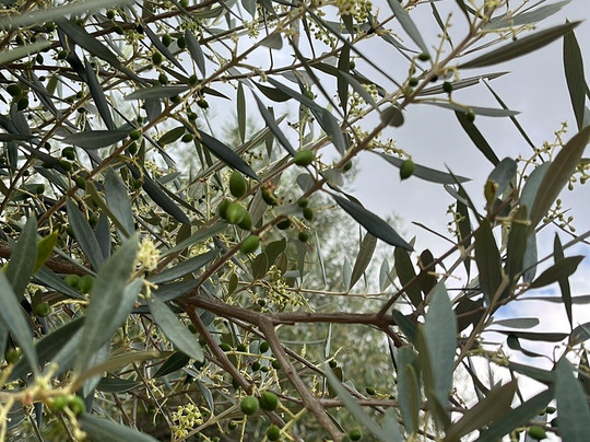 Casa Grappolo Restaurante