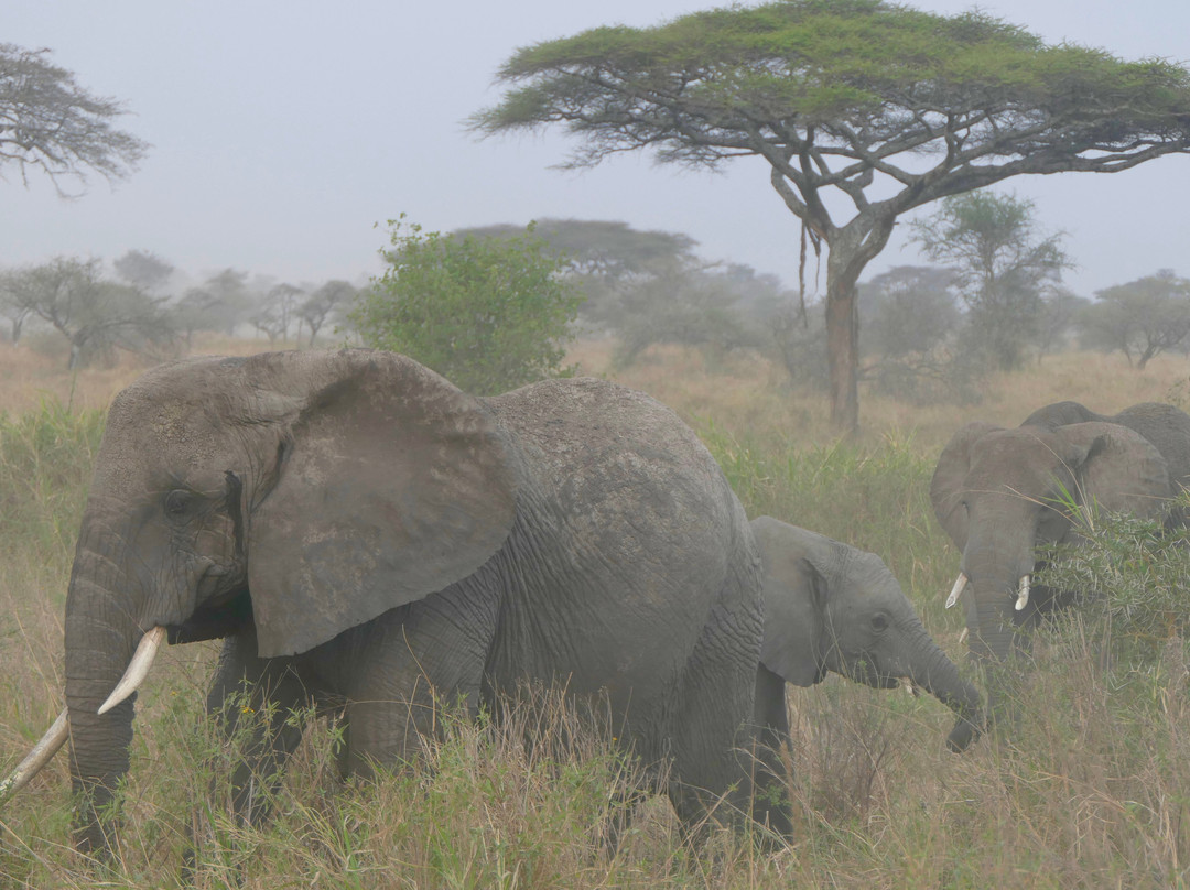 Usaka African Adventures-阿鲁沙必去景点